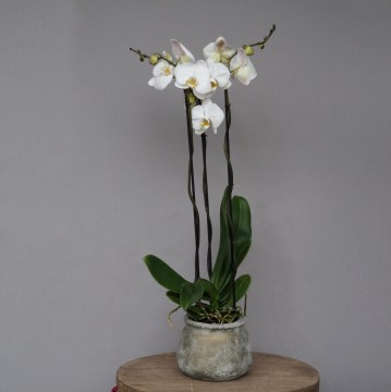 Tall Slim Orchid